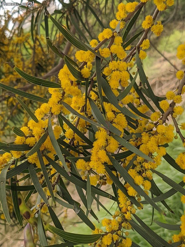 相思樹+散沫花+石栗+構樹 台南市仁德區二仁溪畔 05/19