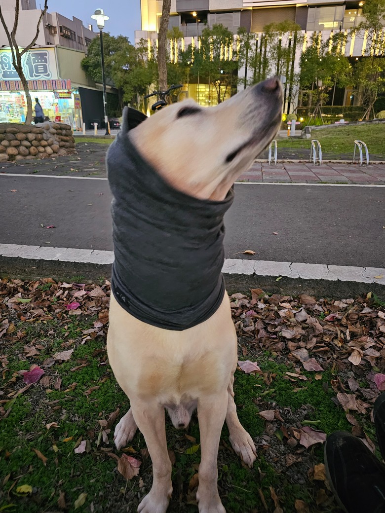 新手想問有載大型犬騎單車單日百公里左右的車友配置