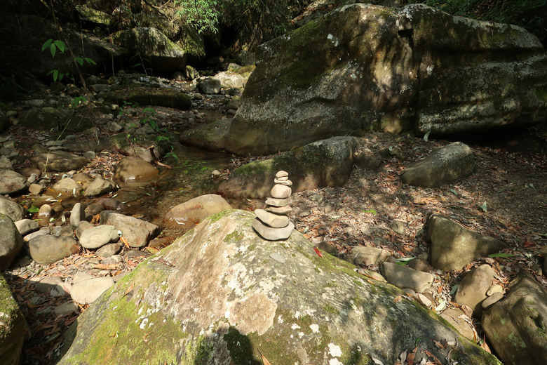 【拉拉喀斯神木群】特富野古道南端口 | 巨大壯碩的紅檜巨木群