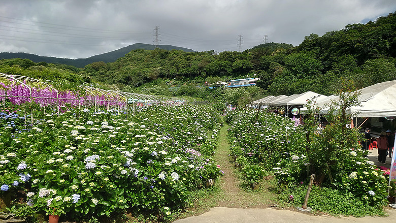 [景點]新北-萬里.雙興里(大坪聚落.繡球花田)-New Taipei.Wanli(Daping settlement.hydrangea garden)
