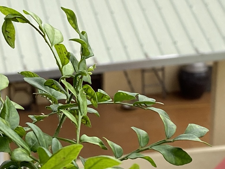 ［七里香葉子背面長條狀物］