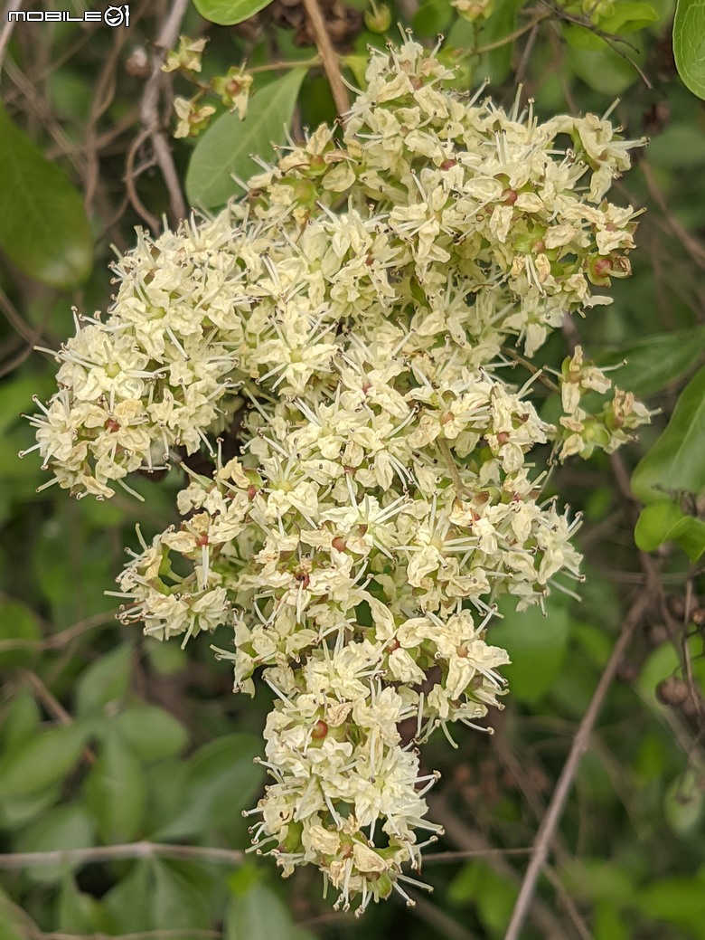 相思樹+散沫花+石栗+構樹 台南市仁德區二仁溪畔 05/19