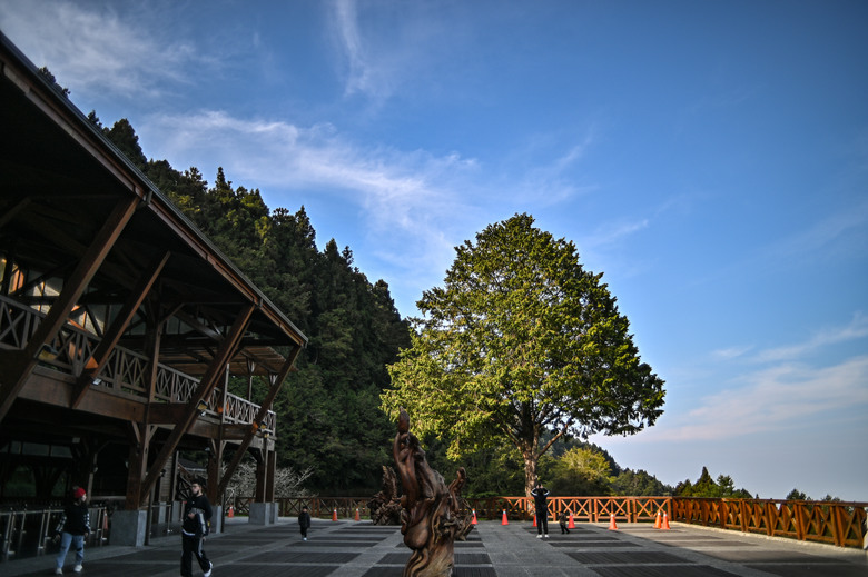 阿里山櫻花季,老鏡照片分享(meyer、steinheil、nikkor)