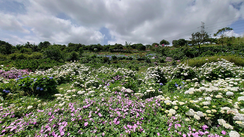 [景點]新北-萬里.雙興里(大坪聚落.繡球花田)-New Taipei.Wanli(Daping settlement.hydrangea garden)