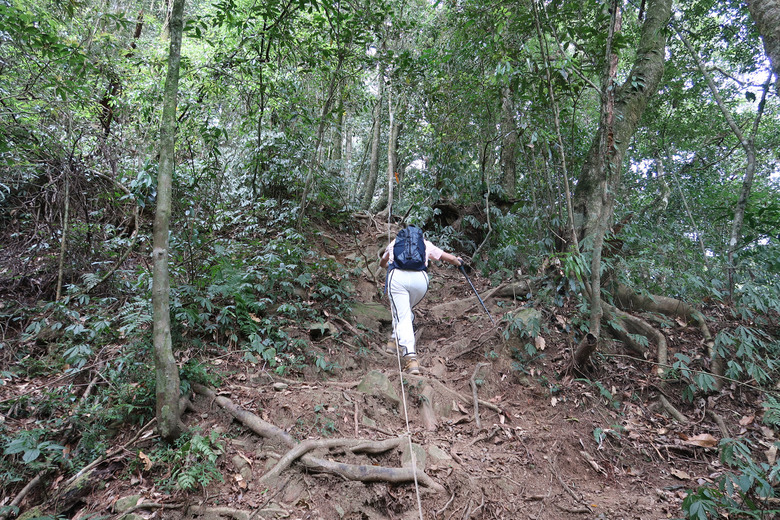 【拉拉喀斯神木群】特富野古道南端口 | 巨大壯碩的紅檜巨木群