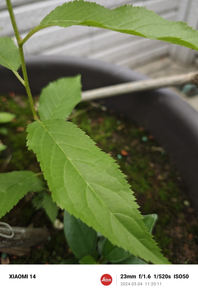 請問可以幫忙分辨這兩株植物嗎？