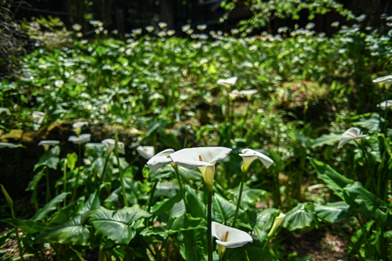 阿里山櫻花季,老鏡照片分享(meyer、steinheil、nikkor)
