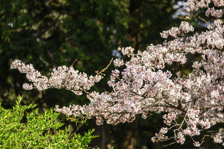 阿里山櫻花季,老鏡照片分享(meyer、steinheil、nikkor)