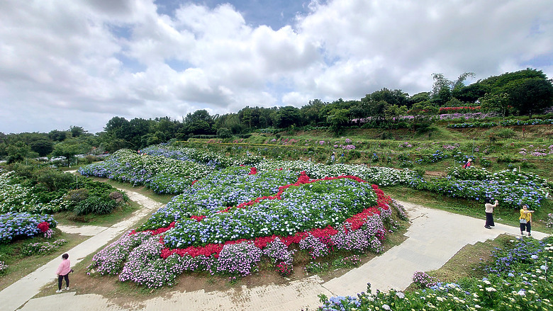 [景點]新北-萬里.雙興里(大坪聚落.繡球花田)-New Taipei.Wanli(Daping settlement.hydrangea garden)