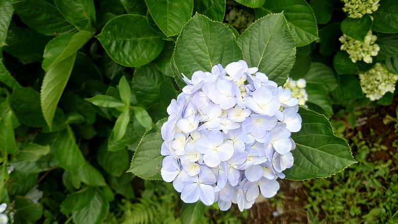[景點]新北-萬里.雙興里(大坪聚落.繡球花田)-New Taipei.Wanli(Daping settlement.hydrangea garden)