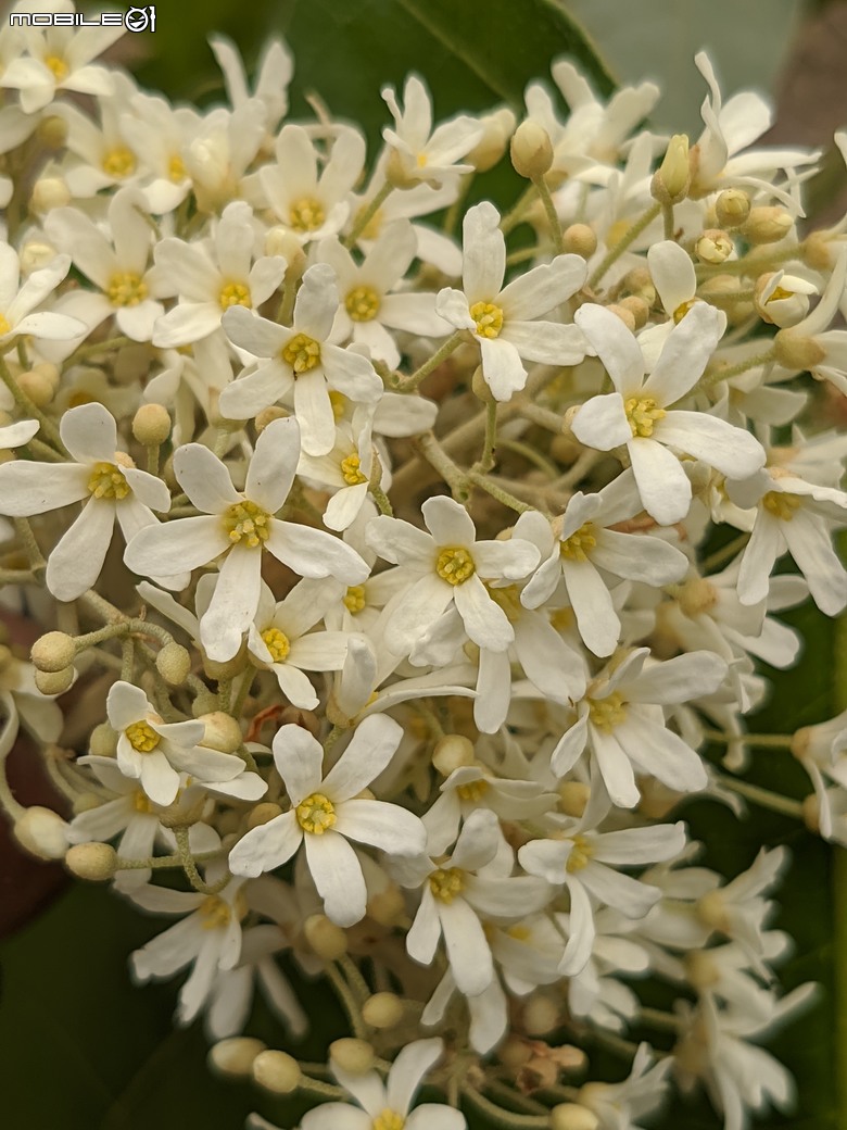 相思樹+散沫花+石栗+構樹 台南市仁德區二仁溪畔 05/19
