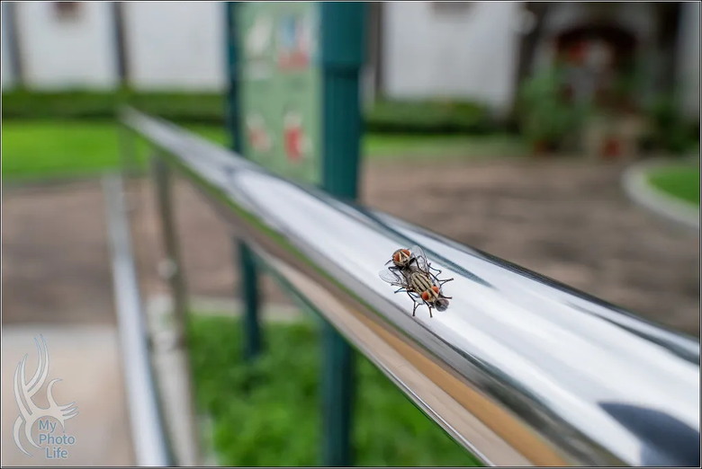 PENTAX HD D FA 21mm F2.4 Limited DC WR 遠近皆宜,超強近拍廣角鏡頭.開箱測試