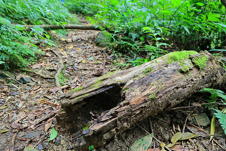 點我看大圖 (映像旅行) 穿梭漫遊淡蘭古道、感受茶葉運輸經濟in坪林、四堵古道feat.新北市觀光旅遊局