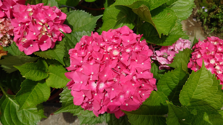 [景點]新北-萬里.雙興里(大坪聚落.繡球花田)-New Taipei.Wanli(Daping settlement.hydrangea garden)