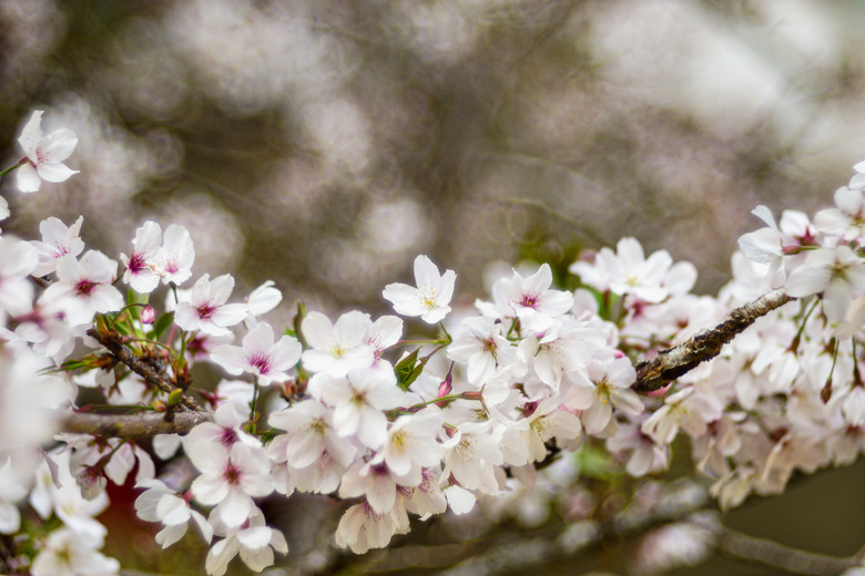 阿里山櫻花季,老鏡照片分享(meyer、steinheil、nikkor)