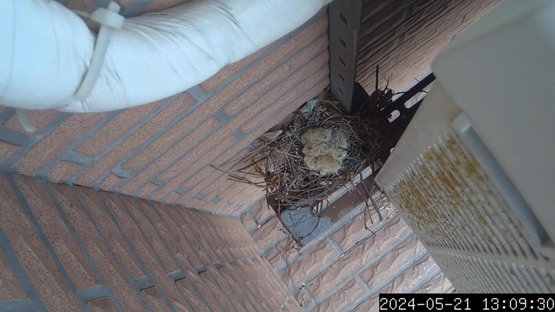 斑鳩寶寶誕生了...縮時攝影紀錄-Afidus ATL200S斑鳩日記2024/5/18-5/21-採用Afidus ATL200S PIR感應生態縮時攝影機