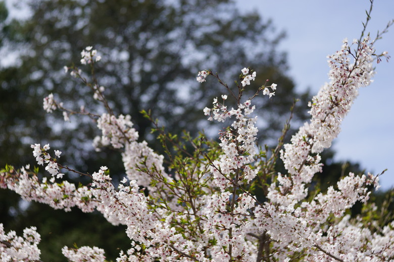 阿里山櫻花季,老鏡照片分享(meyer、steinheil、nikkor)