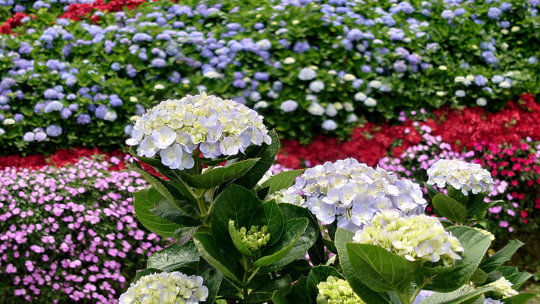 [景點]新北-萬里.雙興里(大坪聚落.繡球花田)-New Taipei.Wanli(Daping settlement.hydrangea garden)