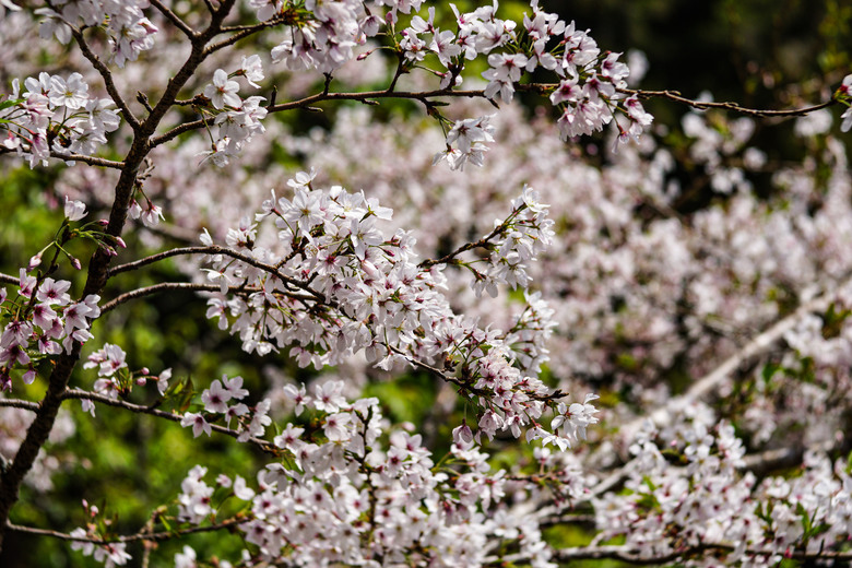 阿里山櫻花季,老鏡照片分享(meyer、steinheil、nikkor)