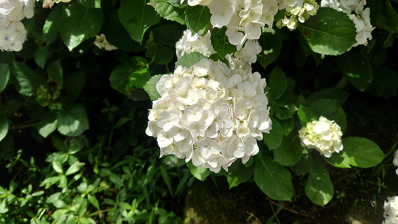[景點]新北-萬里.雙興里(大坪聚落.繡球花田)-New Taipei.Wanli(Daping settlement.hydrangea garden)