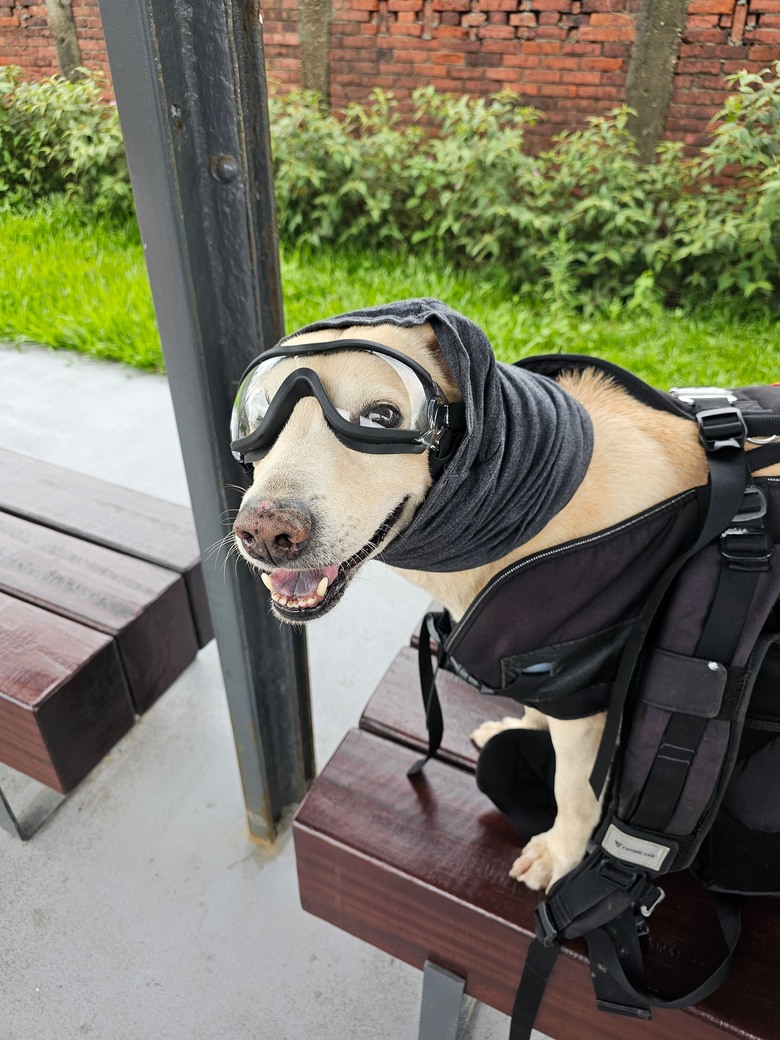 新手想問有載大型犬騎單車單日百公里左右的車友配置