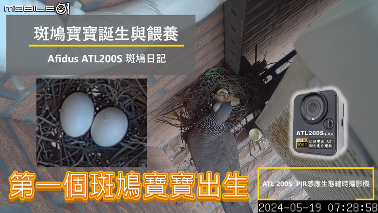 斑鳩寶寶誕生了...縮時攝影紀錄-Afidus ATL200S斑鳩日記2024/5/18-5/21-採用Afidus ATL200S PIR感應生態縮時攝影機