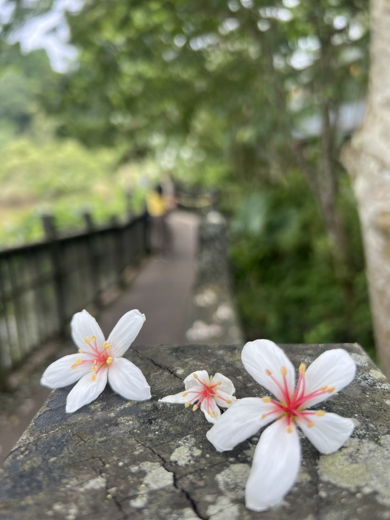 南庄 花魚蟲山水 兩天一夜輕鬆 GO!