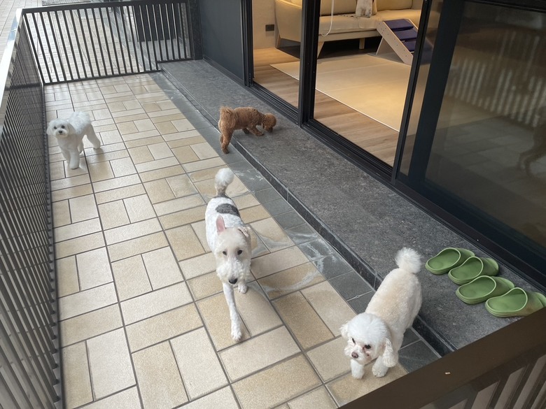 為了毛孩...最貴的寵物旅館 錢花下去了