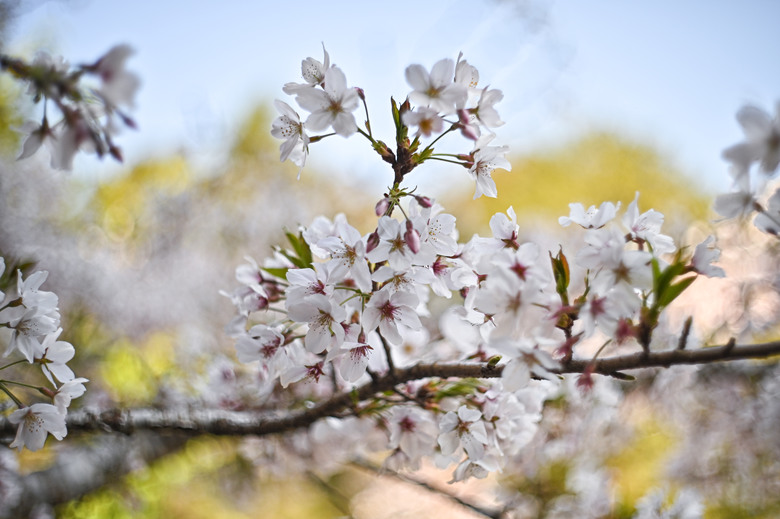 阿里山櫻花季,老鏡照片分享(meyer、steinheil、nikkor)