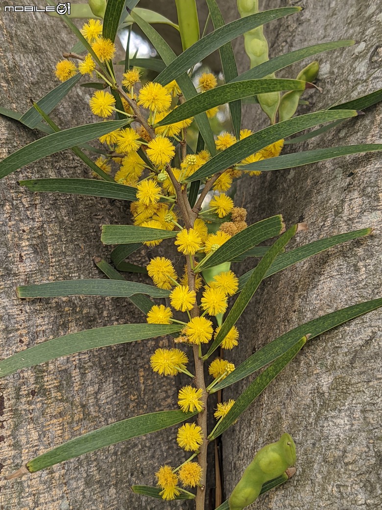 相思樹+散沫花+石栗+構樹 台南市仁德區二仁溪畔 05/19