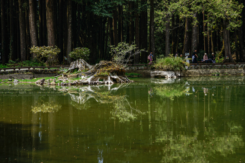 阿里山櫻花季,老鏡照片分享(meyer、steinheil、nikkor)