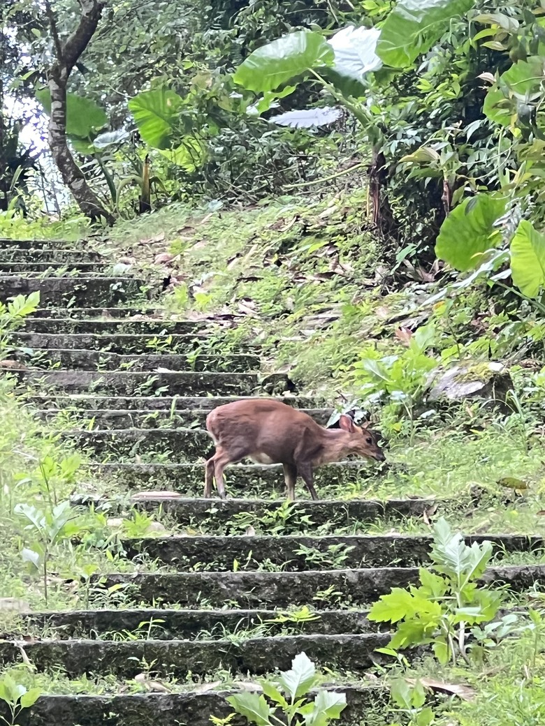 太平山上偶遇的野生動物請教....