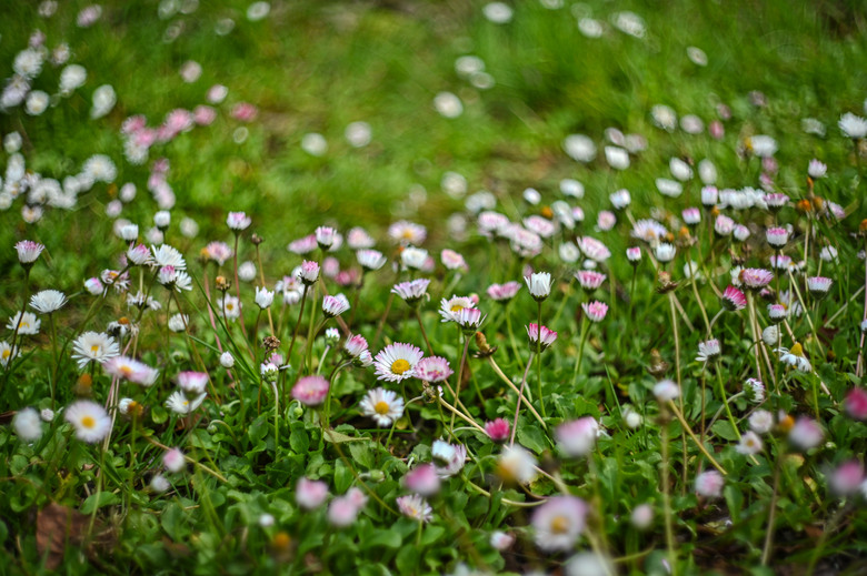 阿里山櫻花季,老鏡照片分享(meyer、steinheil、nikkor)