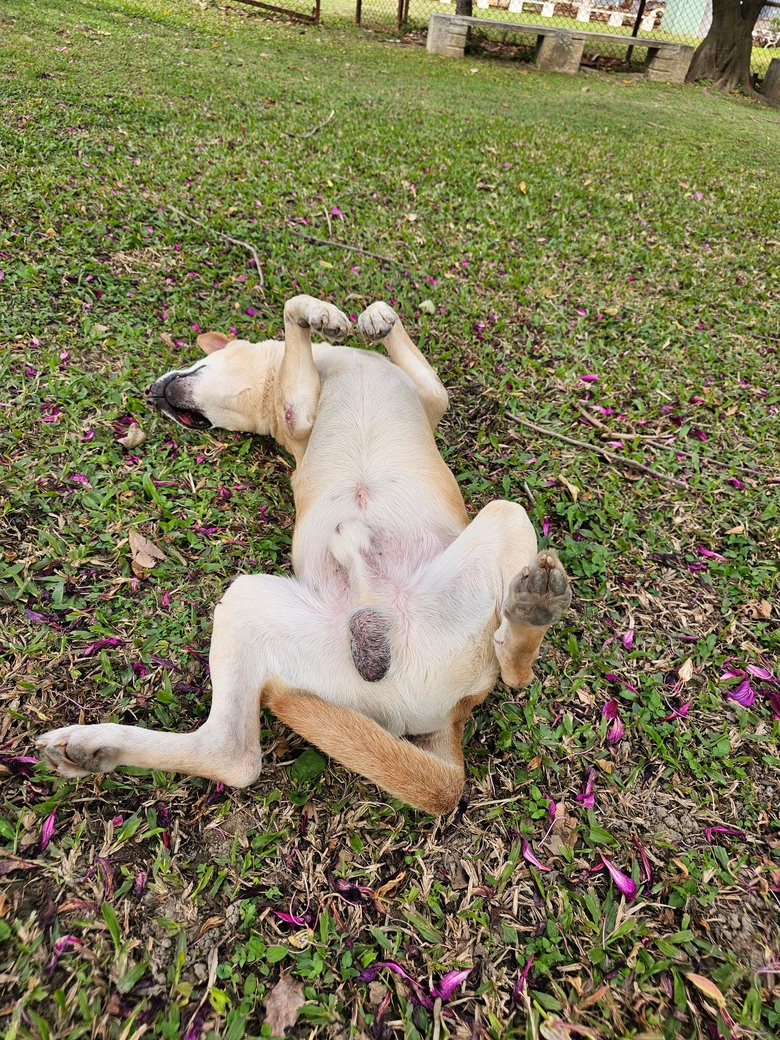 新手想問有載大型犬騎單車單日百公里左右的車友配置