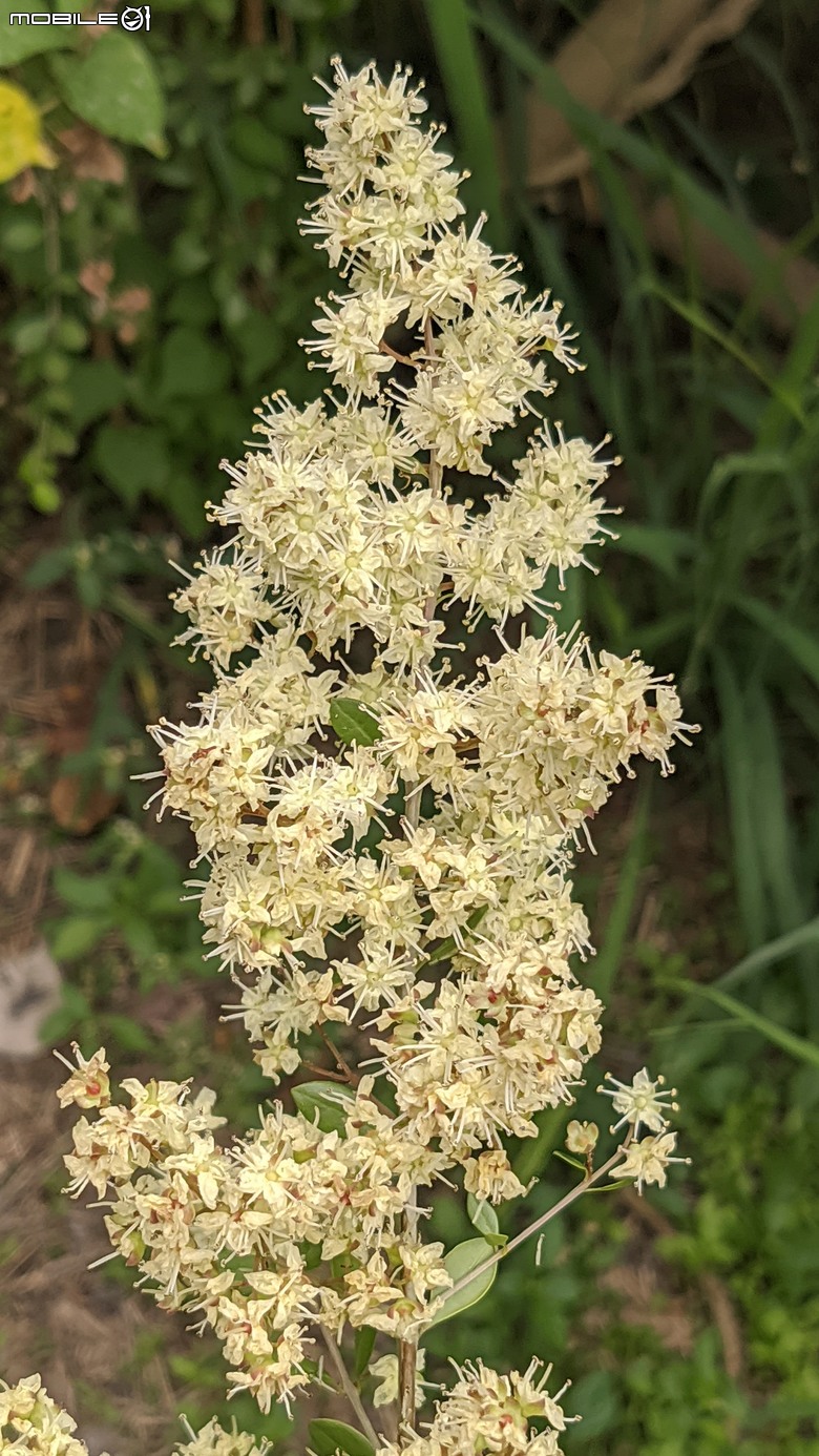 相思樹+散沫花+石栗+構樹 台南市仁德區二仁溪畔 05/19