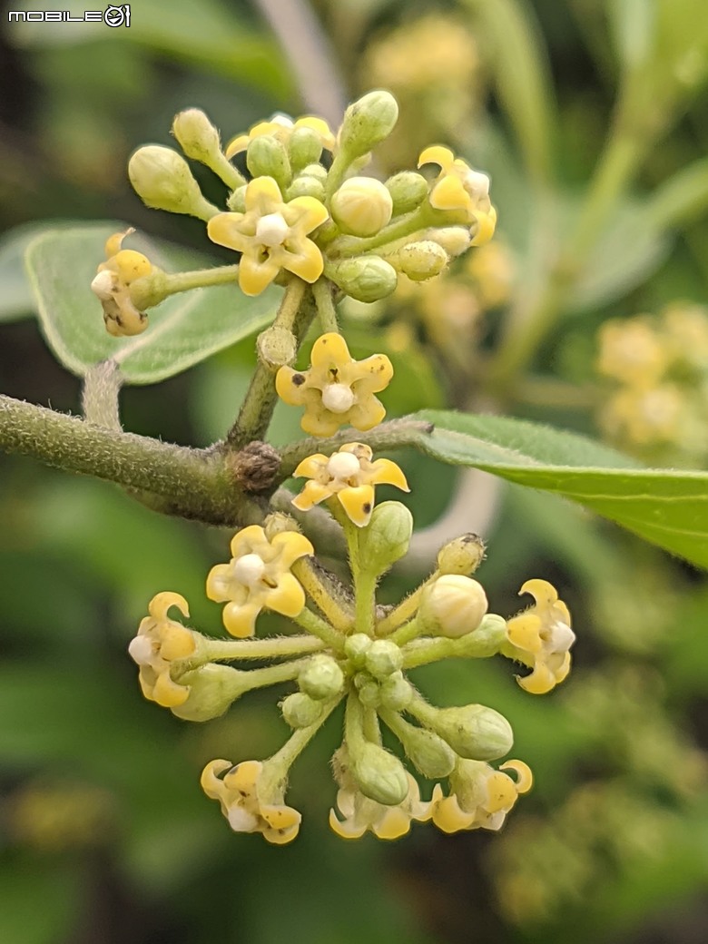 武靴藤+華他卡藤+台東漆樹+蔓荊 台南市安南區台灣歷史博物館 05/01
