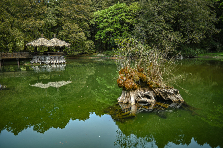 阿里山櫻花季,老鏡照片分享(meyer、steinheil、nikkor)