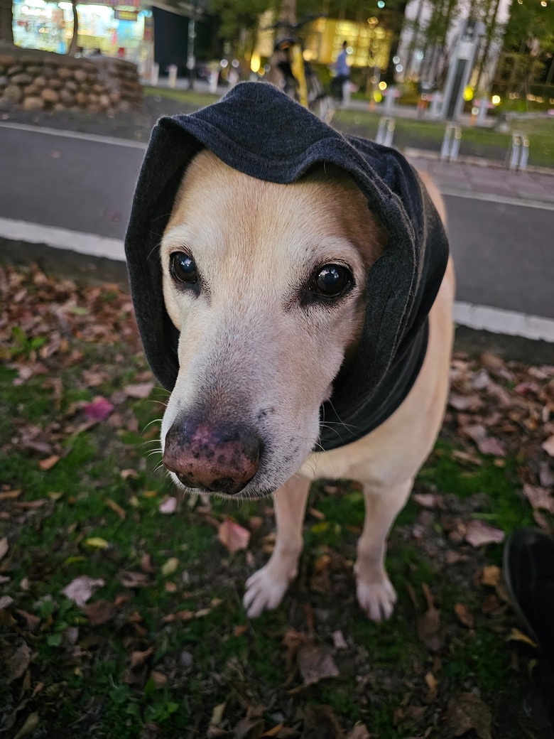 新手想問有載大型犬騎單車單日百公里左右的車友配置