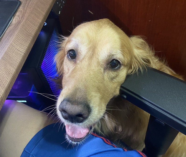 黃金獵犬飼養守則&保健食品推薦