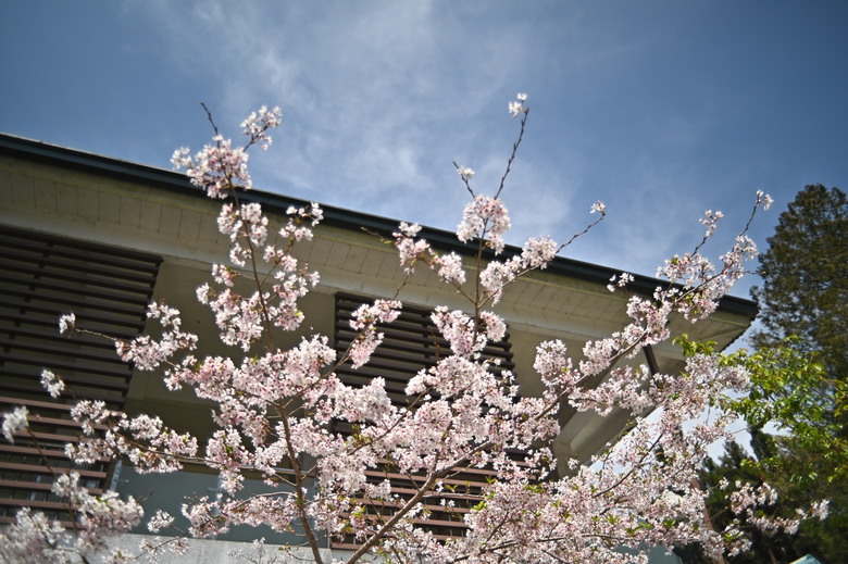 阿里山櫻花季,老鏡照片分享(meyer、steinheil、nikkor)