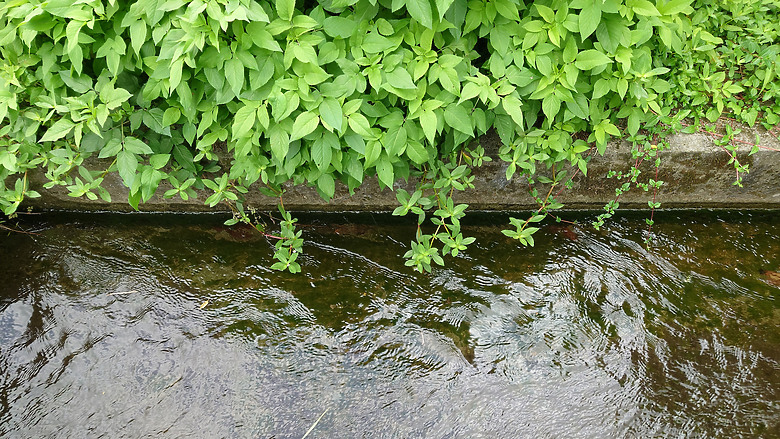 [景點]新北-萬里.雙興里(大坪聚落.繡球花田)-New Taipei.Wanli(Daping settlement.hydrangea garden)