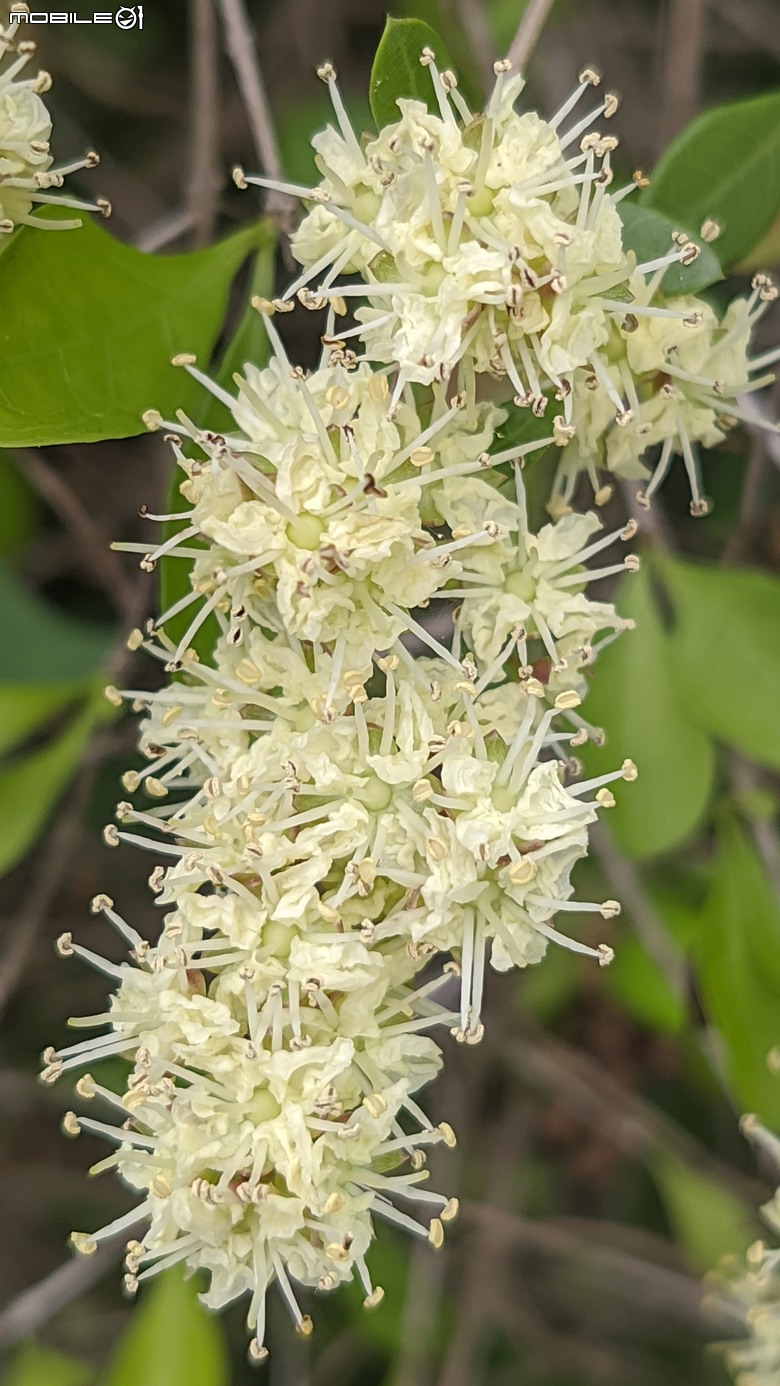 相思樹+散沫花+石栗+構樹 台南市仁德區二仁溪畔 05/19