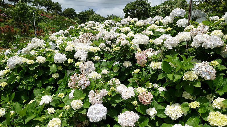 [景點]新北-萬里.雙興里(大坪聚落.繡球花田)-New Taipei.Wanli(Daping settlement.hydrangea garden)