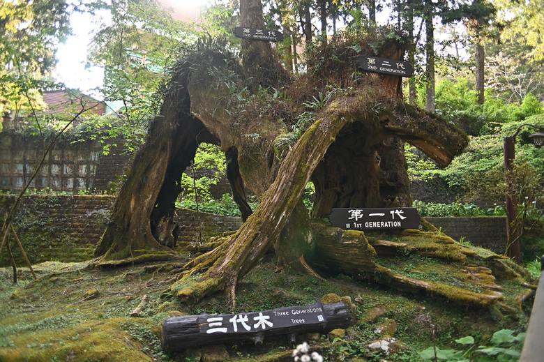 阿里山櫻花季,老鏡照片分享(meyer、steinheil、nikkor)