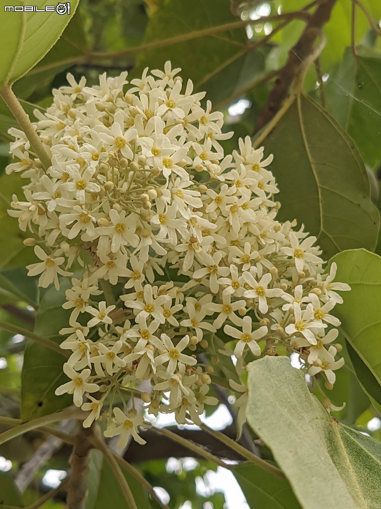相思樹+散沫花+石栗+構樹 台南市仁德區二仁溪畔 05/19