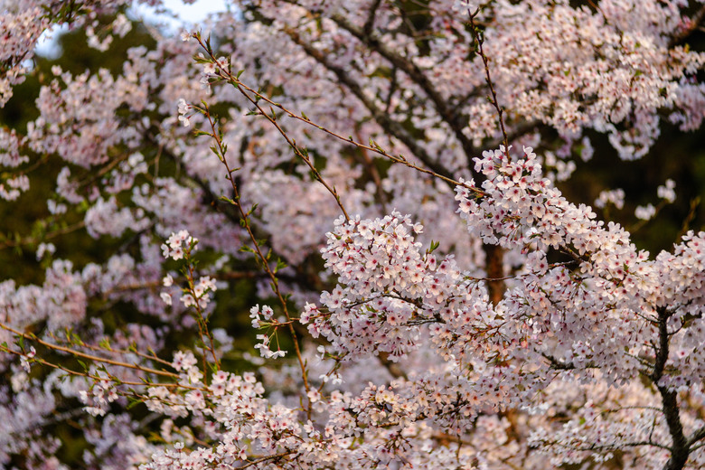 阿里山櫻花季,老鏡照片分享(meyer、steinheil、nikkor)