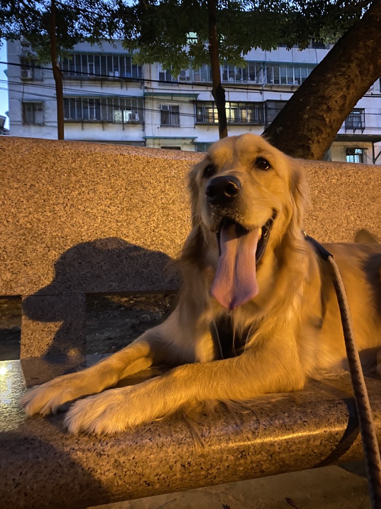 黃金獵犬飼養守則&保健食品推薦