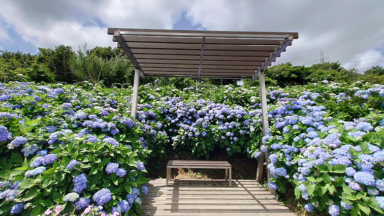 [景點]新北-萬里.雙興里(大坪聚落.繡球花田)-New Taipei.Wanli(Daping settlement.hydrangea garden)