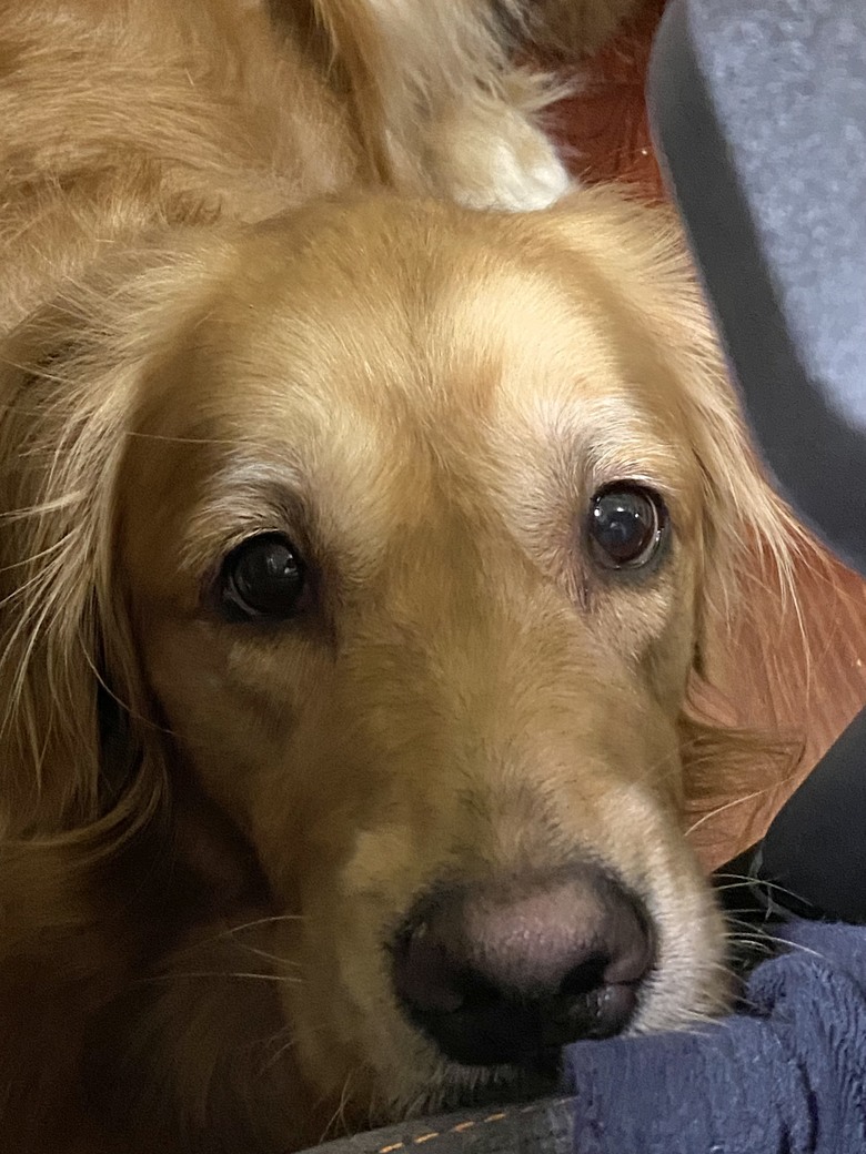 黃金獵犬飼養守則&保健食品推薦