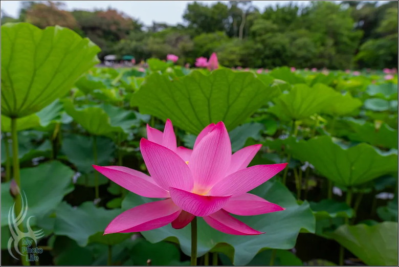 PENTAX HD D FA 21mm F2.4 Limited DC WR 遠近皆宜,超強近拍廣角鏡頭.開箱測試